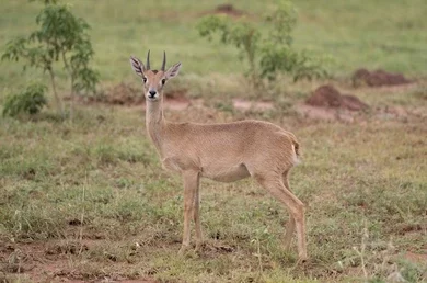 free-ranging-male-african-antelope-260nw-2040562964