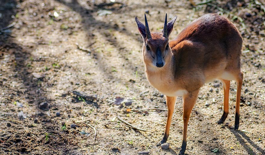 suni-antelope-deer-mammal-animal-small-nature-wildlife-safari